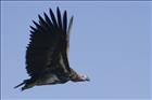 20 Buzzard